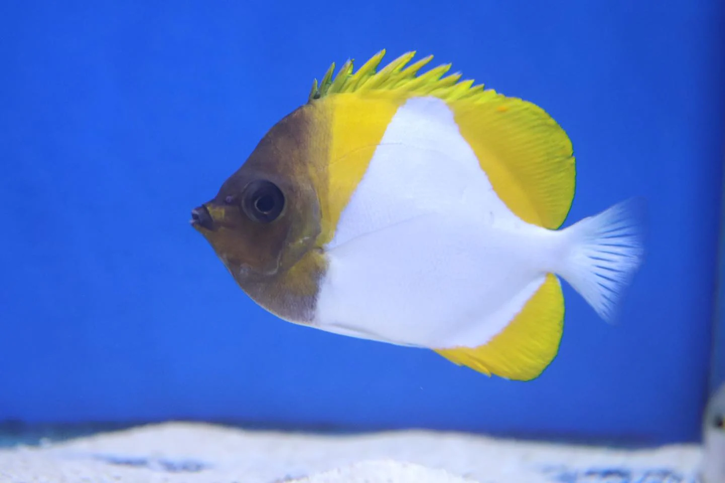 Pyramid Butterflyfish (Hemitaurichthys polylepis)