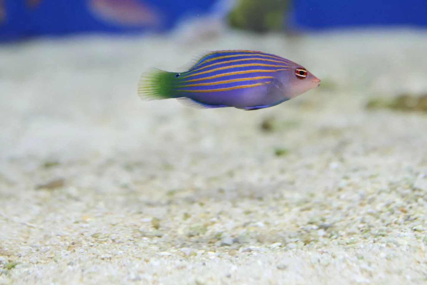 Six-Line Wrasse (Pseudocheilinus hexataenia)