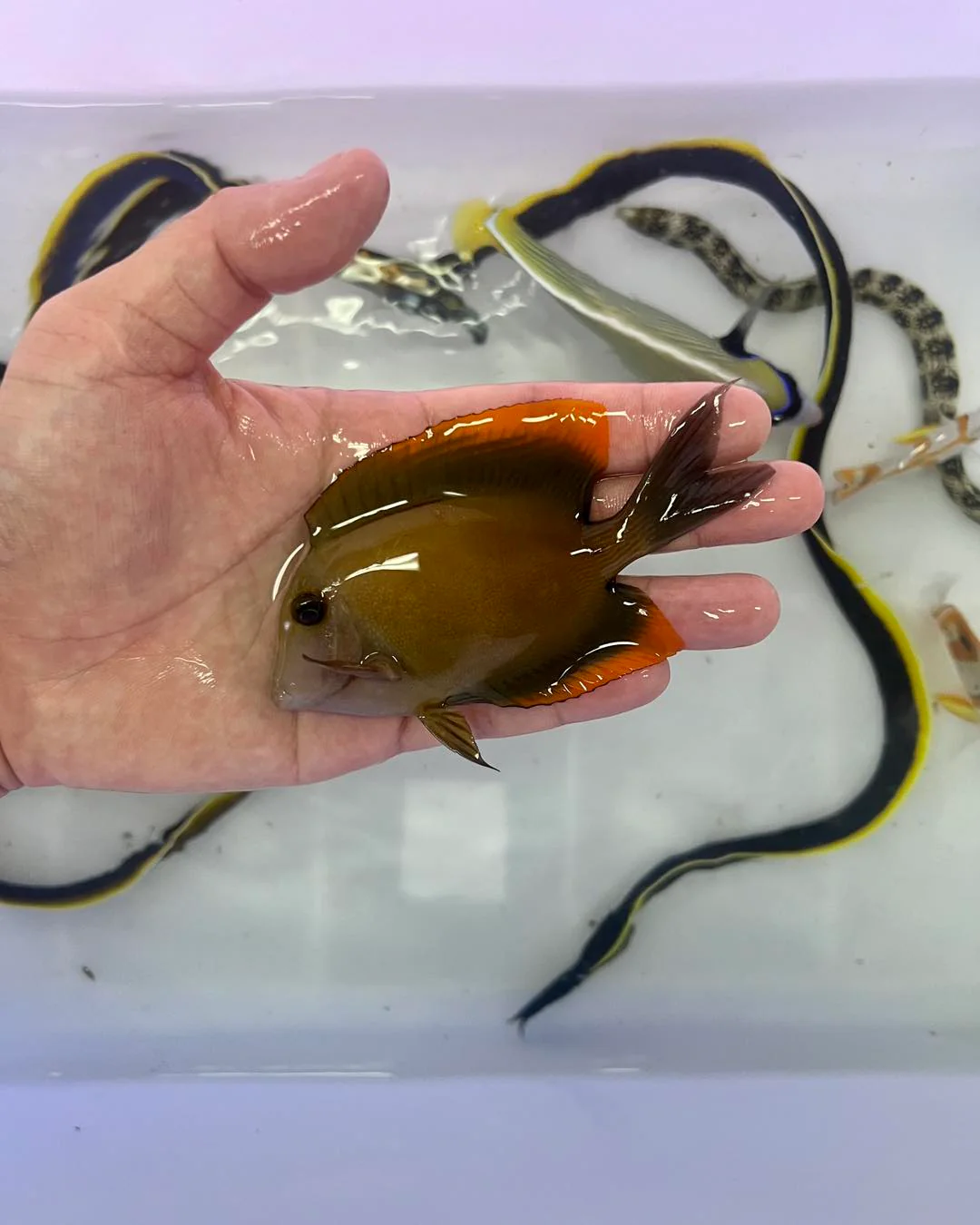 Tomini Tang (Ctenochaetus tominiensis) - Image 2