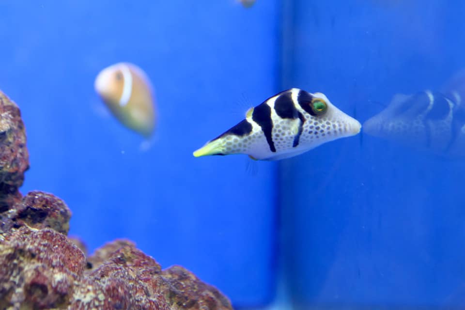 Valentini Puffer (Canthigaster valentini)