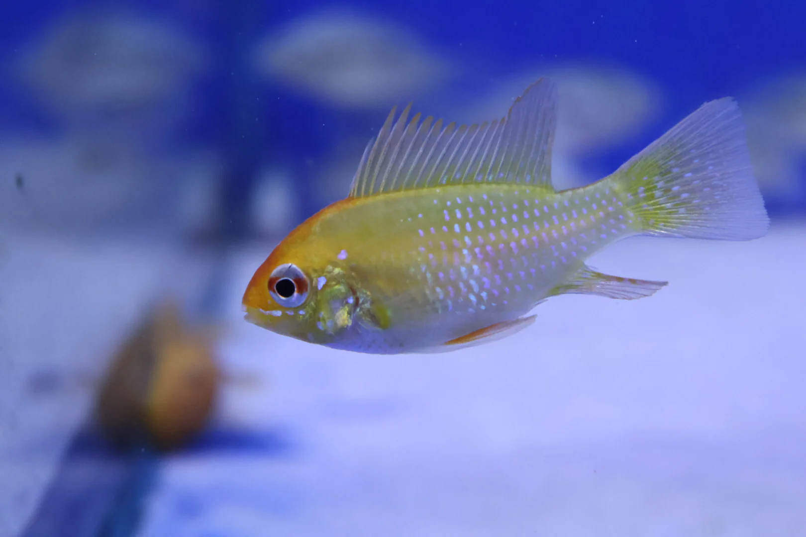 Yellow Ram (Microgeophagus Ramirezi var. Gold) 3.5cm