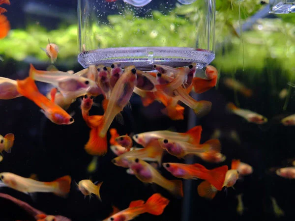 Ziss Aqua - Bbs Feeding Cup Sf-0 - 0.18mm - Image 4